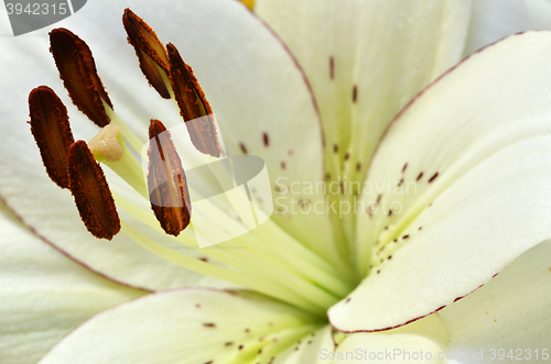 Image of Beautiful lily growing in garden