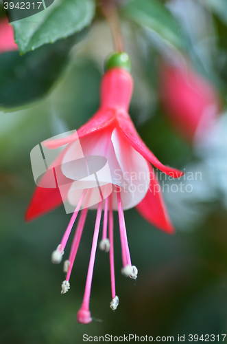 Image of Ballerina Flowers in the Gardens by the Bay