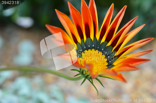 Image of Beautiful flower in a meadow