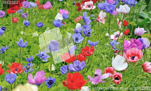 Image of Anemones in Keukenhof garden