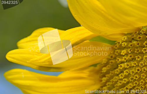 Image of Details of sunflower