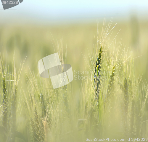 Image of Wheat field in early summer