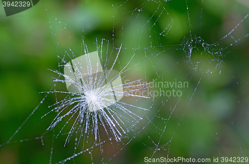 Image of Shot of a dandelion parachute and spider web