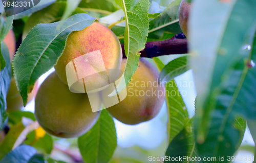 Image of Ripe sweet peach fruits
