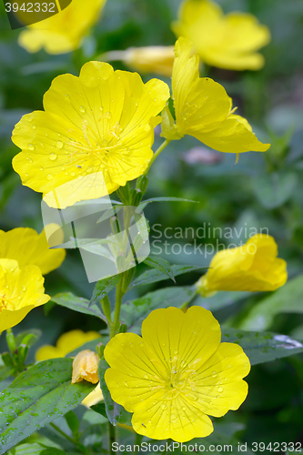 Image of Evening primrose (Oenothera biennis) 