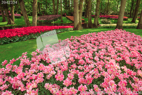 Image of Tulip field in Keukenhof Gardens, Lisse, Netherlands