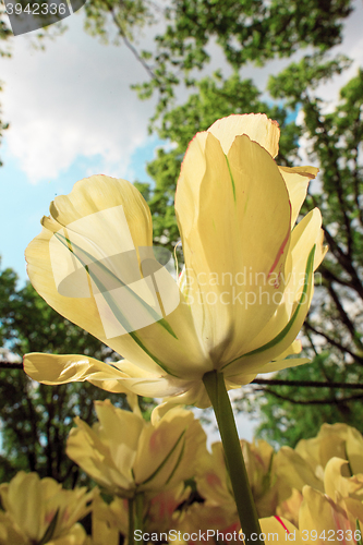 Image of Tulip field in Keukenhof Gardens, Lisse, Netherlands