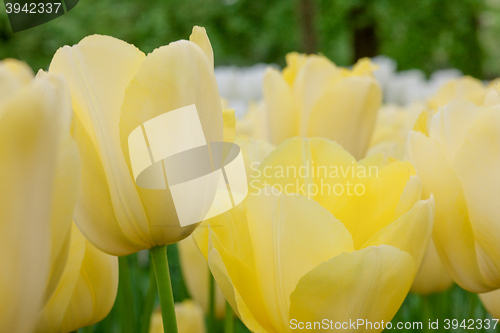 Image of Tulip field in Keukenhof Gardens, Lisse, Netherlands