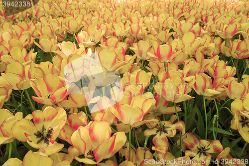 Image of Tulip field in Keukenhof Gardens, Lisse, Netherlands