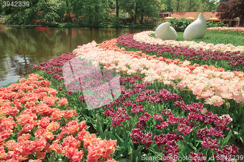 Image of Tulip field in Keukenhof Gardens, Lisse, Netherlands