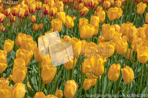 Image of Tulip field in Keukenhof Gardens, Lisse, Netherlands