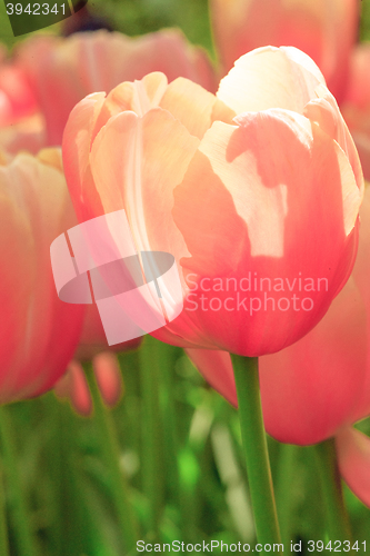 Image of Tulip field in Keukenhof Gardens, Lisse, Netherlands