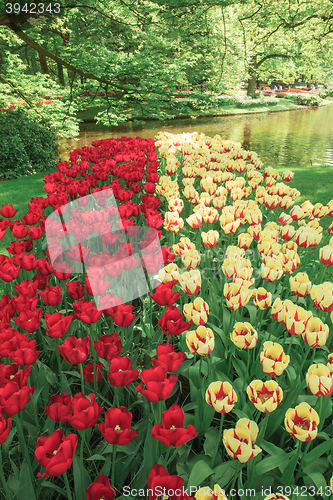 Image of Tulip field in Keukenhof Gardens, Lisse, Netherlands