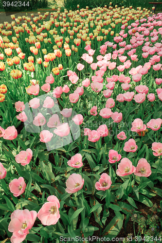 Image of Tulip field in Keukenhof Gardens, Lisse, Netherlands