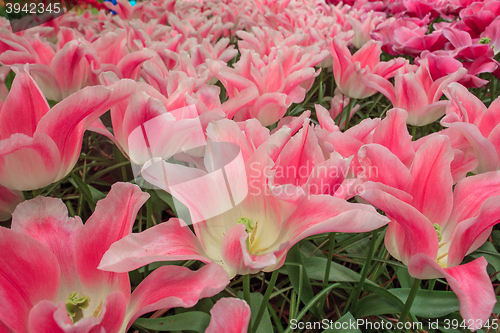 Image of Tulip field in Keukenhof Gardens, Lisse, Netherlands