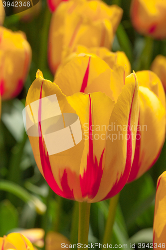 Image of Tulip field in Keukenhof Gardens, Lisse, Netherlands