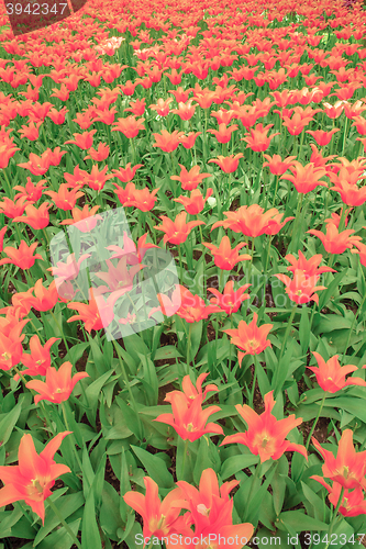 Image of Tulip field in Keukenhof Gardens, Lisse, Netherlands