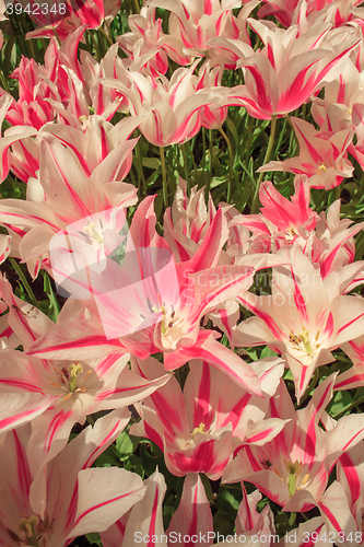 Image of Tulip field in Keukenhof Gardens, Lisse, Netherlands