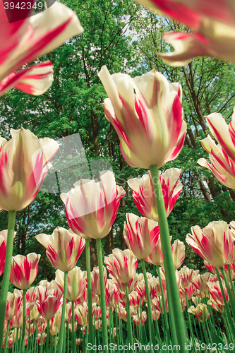 Image of Tulip field in Keukenhof Gardens, Lisse, Netherlands