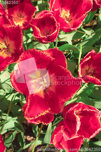 Image of Tulip field in Keukenhof Gardens, Lisse, Netherlands