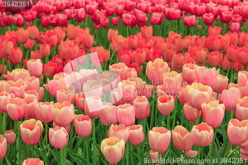 Image of Tulip field in Keukenhof Gardens, Lisse, Netherlands