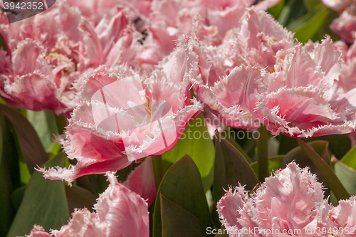 Image of Tulip field in Keukenhof Gardens, Lisse, Netherlands