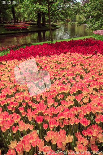 Image of Tulip field in Keukenhof Gardens, Lisse, Netherlands