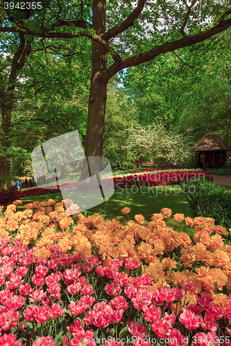 Image of Tulip field in Keukenhof Gardens, Lisse, Netherlands