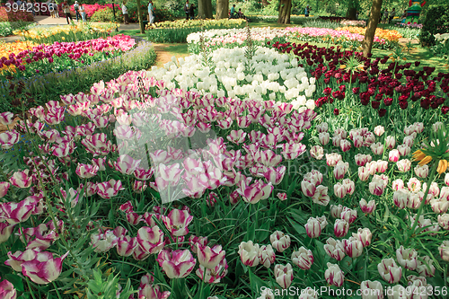 Image of Tulip field in Keukenhof Gardens, Lisse, Netherlands