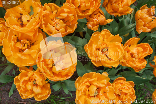 Image of Tulip field in Keukenhof Gardens, Lisse, Netherlands