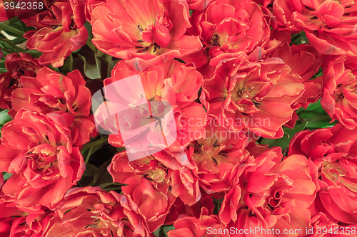 Image of Tulip field in Keukenhof Gardens, Lisse, Netherlands