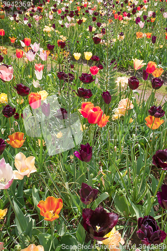 Image of Tulip field in Keukenhof Gardens, Lisse, Netherlands