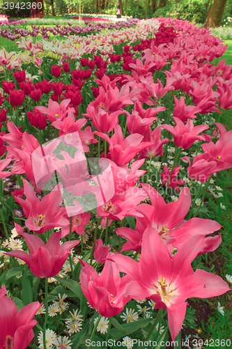 Image of Tulip field in Keukenhof Gardens, Lisse, Netherlands