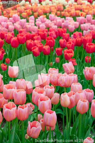 Image of Tulip field in Keukenhof Gardens, Lisse, Netherlands