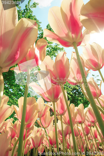 Image of Tulip field in Keukenhof Gardens, Lisse, Netherlands