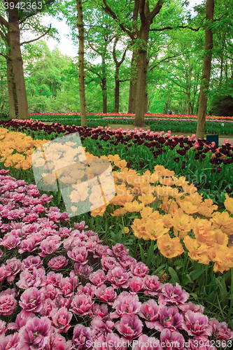 Image of Tulip field in Keukenhof Gardens, Lisse, Netherlands