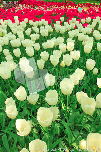 Image of Tulip field in Keukenhof Gardens, Lisse, Netherlands