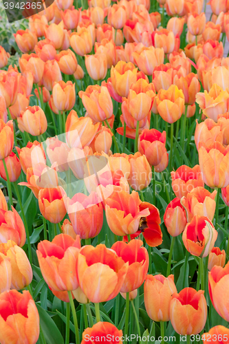 Image of Tulip field in Keukenhof Gardens, Lisse, Netherlands