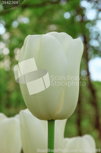 Image of Tulip field in Keukenhof Gardens, Lisse, Netherlands