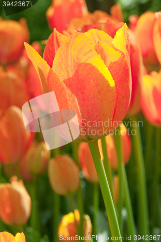 Image of Tulip field in Keukenhof Gardens, Lisse, Netherlands