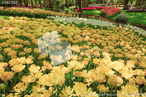 Image of Tulip field in Keukenhof Gardens, Lisse, Netherlands