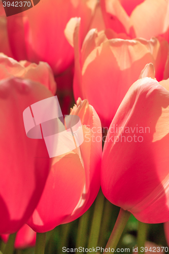 Image of Tulip field in Keukenhof Gardens, Lisse, Netherlands