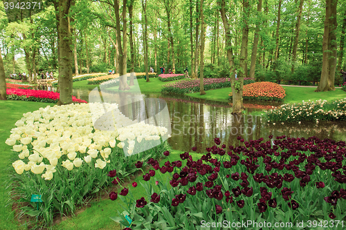 Image of Tulip field in Keukenhof Gardens, Lisse, Netherlands