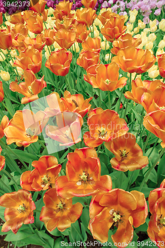 Image of Tulip field in Keukenhof Gardens, Lisse, Netherlands