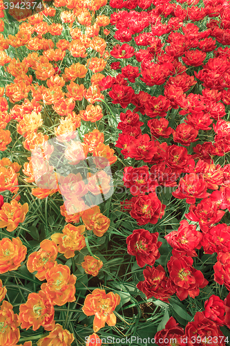 Image of Tulip field in Keukenhof Gardens, Lisse, Netherlands