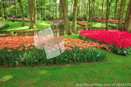Image of Tulip field in Keukenhof Gardens, Lisse, Netherlands