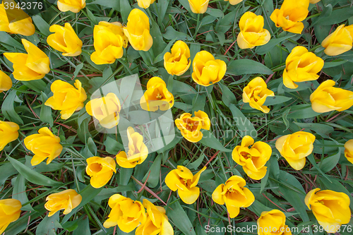 Image of Tulip field in Keukenhof Gardens, Lisse, Netherlands