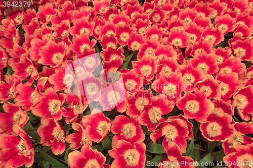 Image of Tulip field in Keukenhof Gardens, Lisse, Netherlands