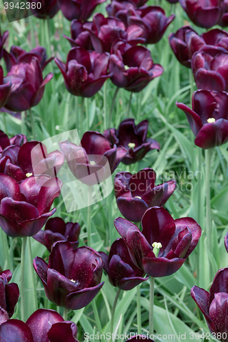 Image of Tulip field in Keukenhof Gardens, Lisse, Netherlands