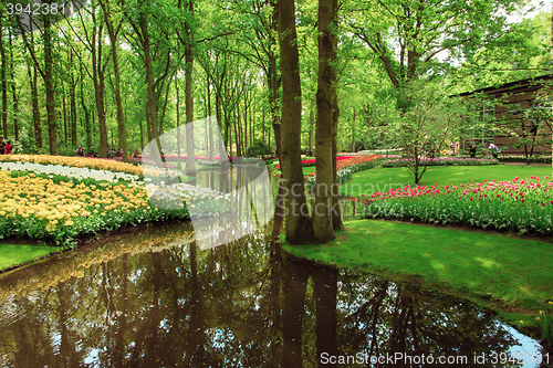 Image of Tulip field in Keukenhof Gardens, Lisse, Netherlands